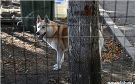 «Рядом была стая собак»: на Мичурина в&nbsp;Красноярске нашли тело загрызенной женщины